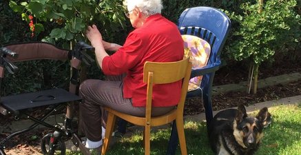 Johannisbeeren-Ernte mit 90 Seniorin pflückt im Garten sitzend Johannisbeeren, rechts liegt ihre Schäferhundin und links steht ihr Rollator