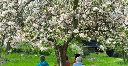 Vier ältere Frauen sitzen auf einer Rundbank unter blühendem Apfelbaum