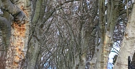 Langer, gerader Friedhofsweg, eingegränzt von einer Baumallee. Auf diesem geht ein alter Herr, in schwarz gekleidet