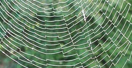 Ein grioßes Spinnennetz, in Hintergrund ein Garten
