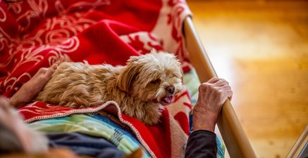 Ein älterer Mensch liegt im Krankenbett und wird von einem Hund getröstet.