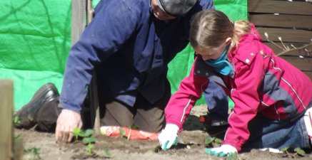 Der 75 jährige Opa pflanzt mit seiner 8 jährigen Enkelin ganz konzentriert Erdbeeren im Garten. 