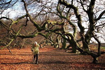Ältere Frau mit Wanderstock spaziert unter alten Süntel-Buchen mit stark verdrehten Ästen. Auf dem Boden Herbstlaub.