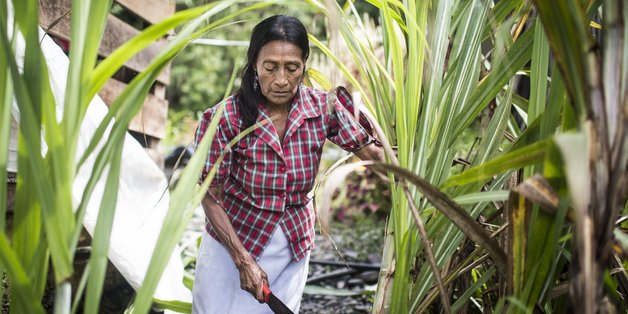 Eine kolombianische ältere Frau schneidet mit einer machete Schilf