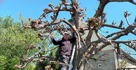 Älterer Mann steht auf einer Leiter und beschneidet einen Baum