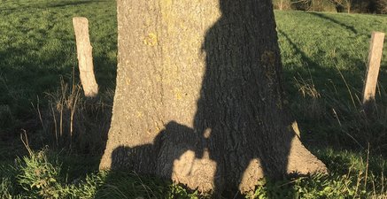 Der Schatten einer Frau und ihres Hundes in der Mittagssonne fällt auf einen Baum