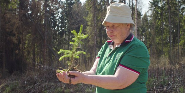 Alte Frau steht im Wald und hält den Setzling einer Fichte in der Hand